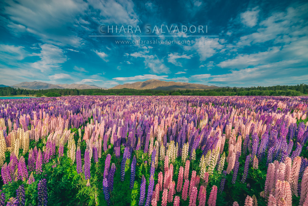 Lake Tekapo