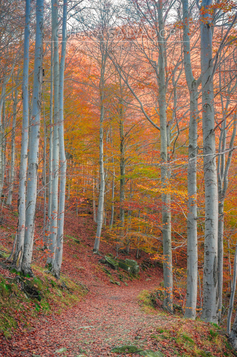 Barbottina Forest