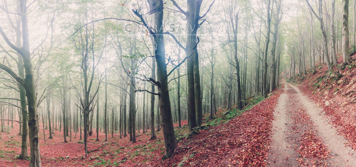 Barbottina Forest