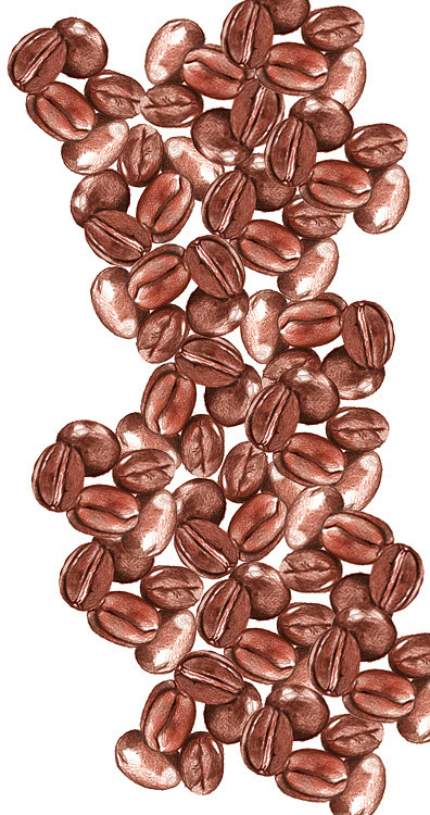 Coffee (Colored Pencil)