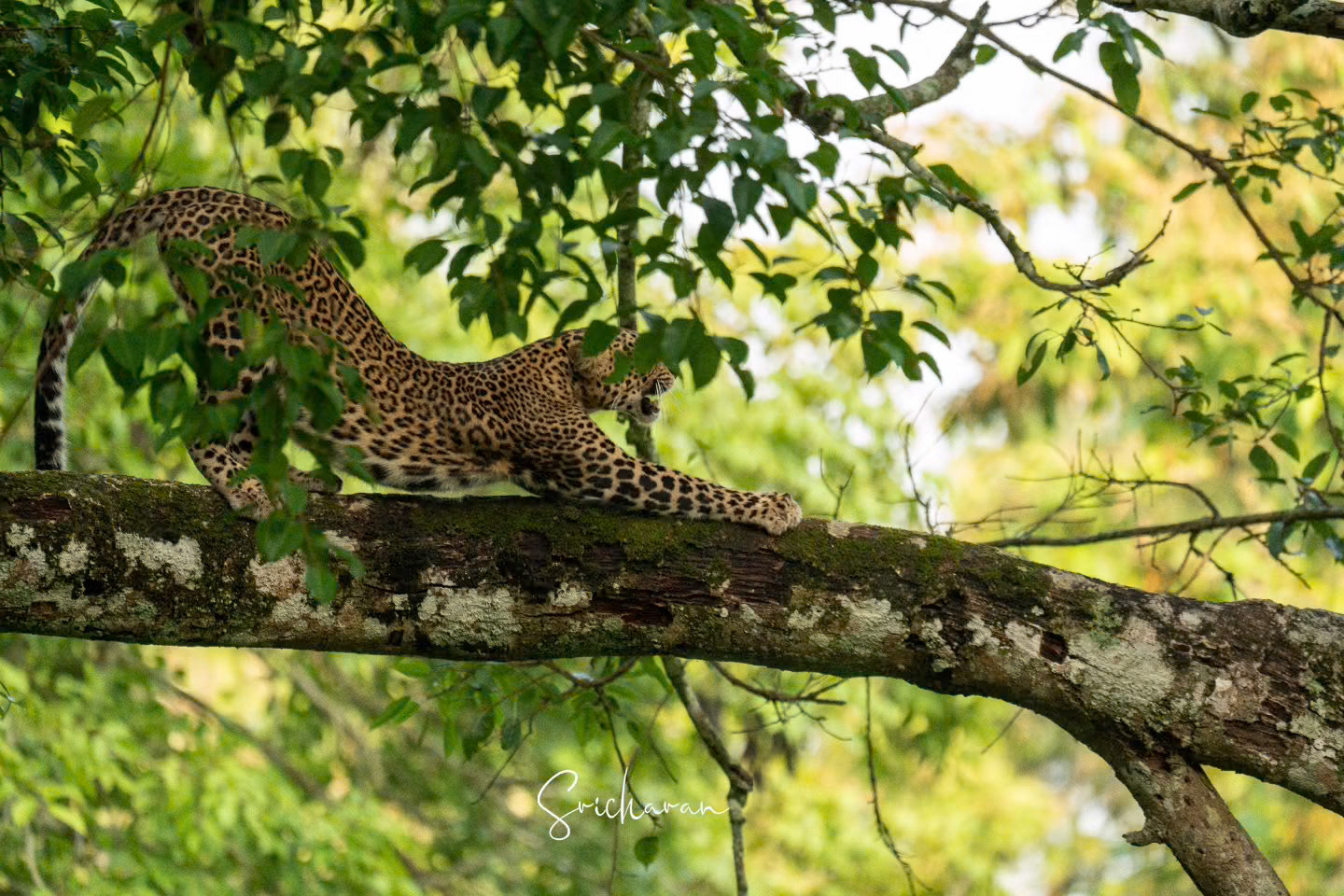 04/04 A Daydreaming Leopard in Nagarahole Coorg