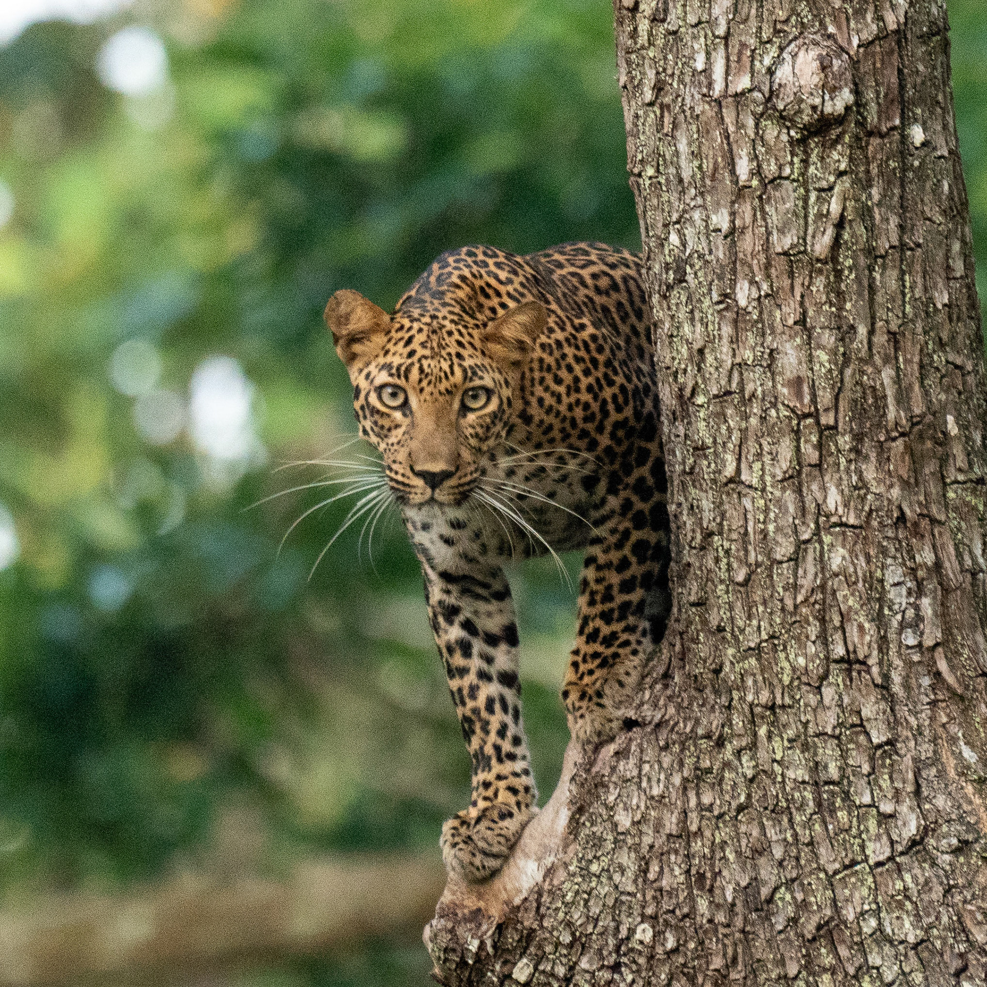 Closeup Shot of Leopard