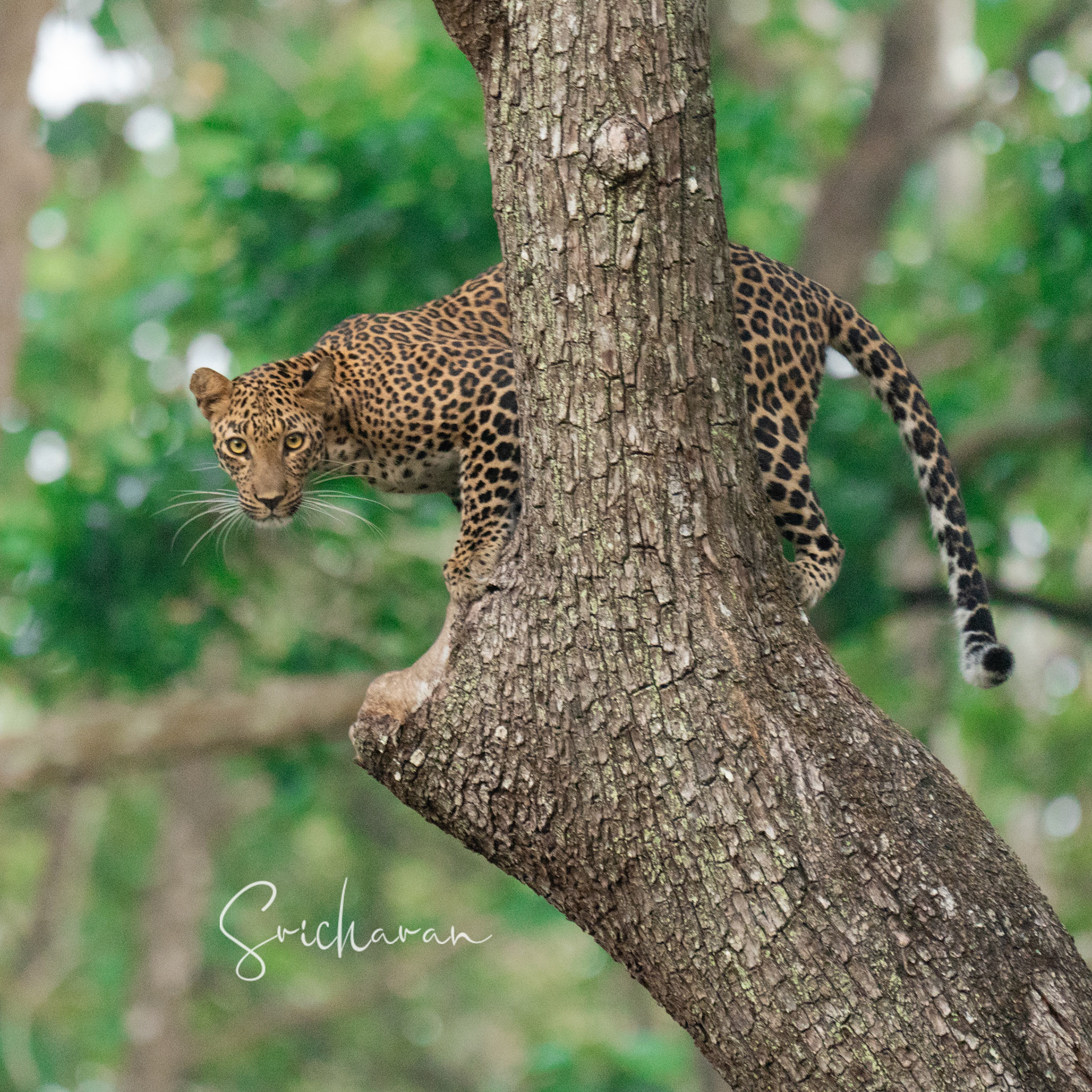 Leopard on Tree @ Nagarahole Coorg Forest