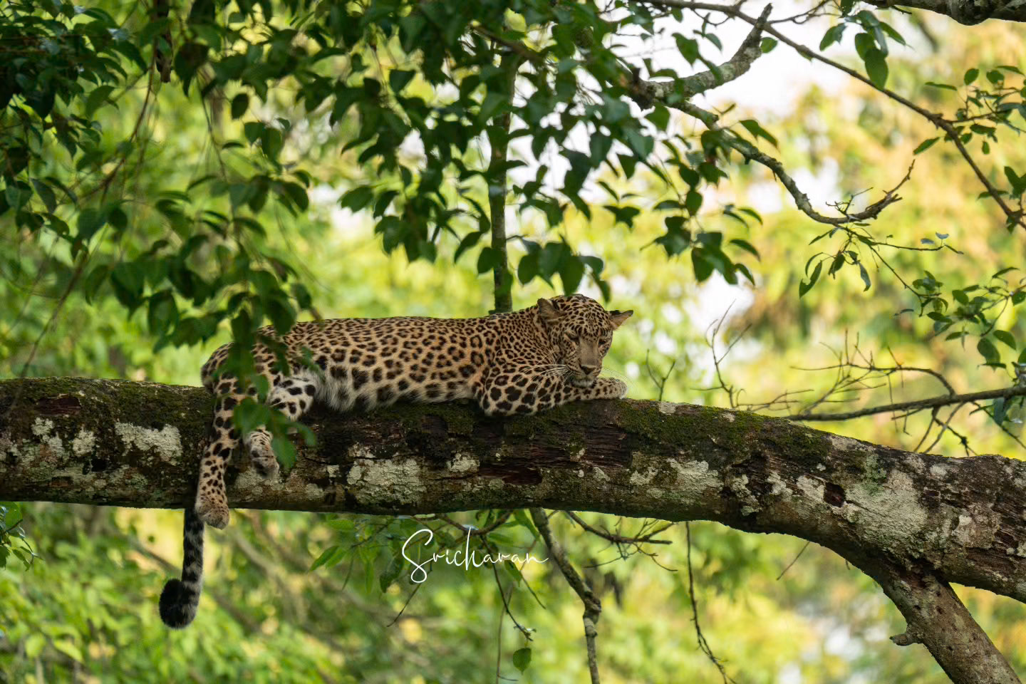 02/04 A Daydreaming Leopard in Nagarahole Coorg