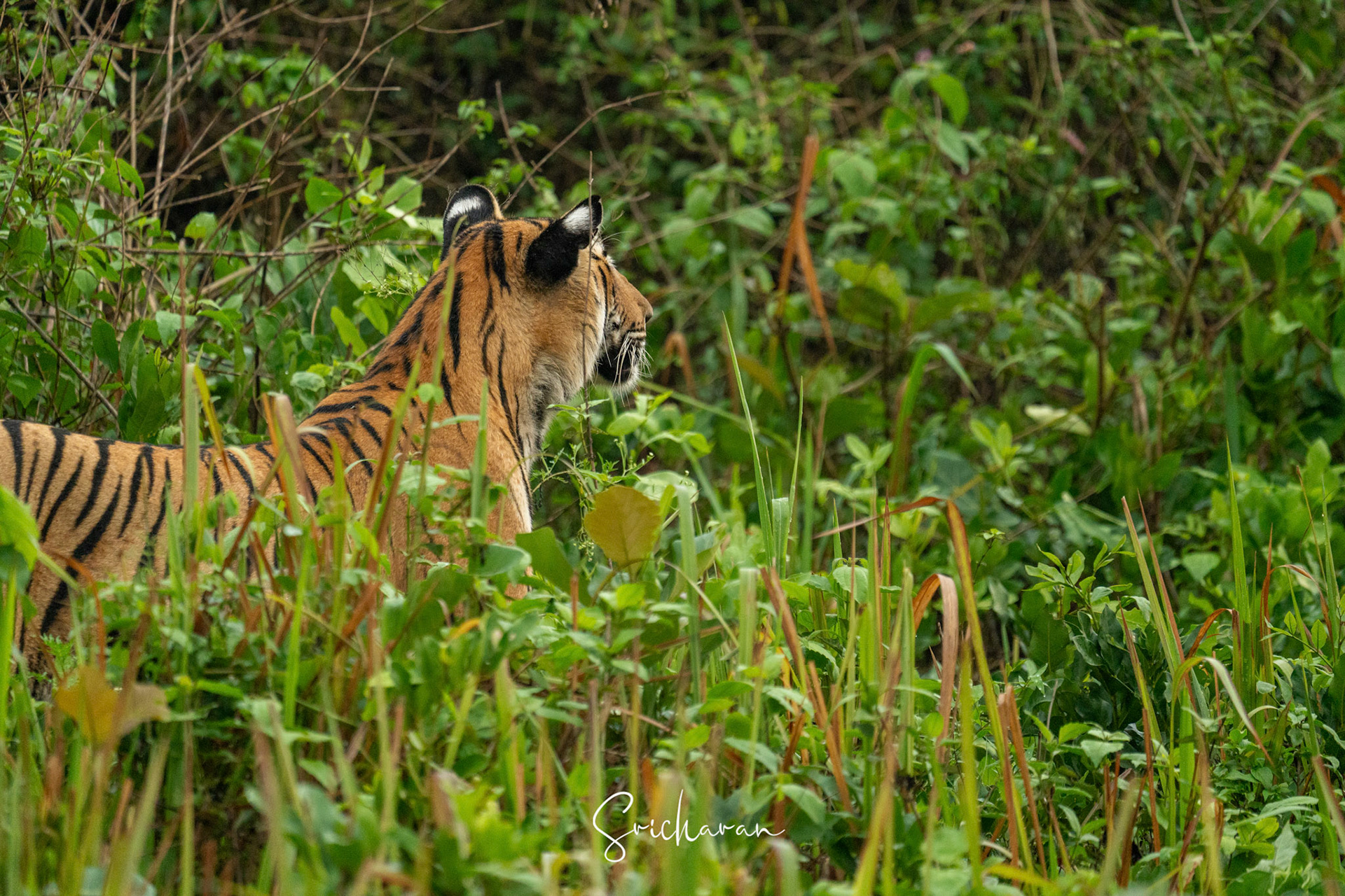 02/02 False Eyes of Tiger