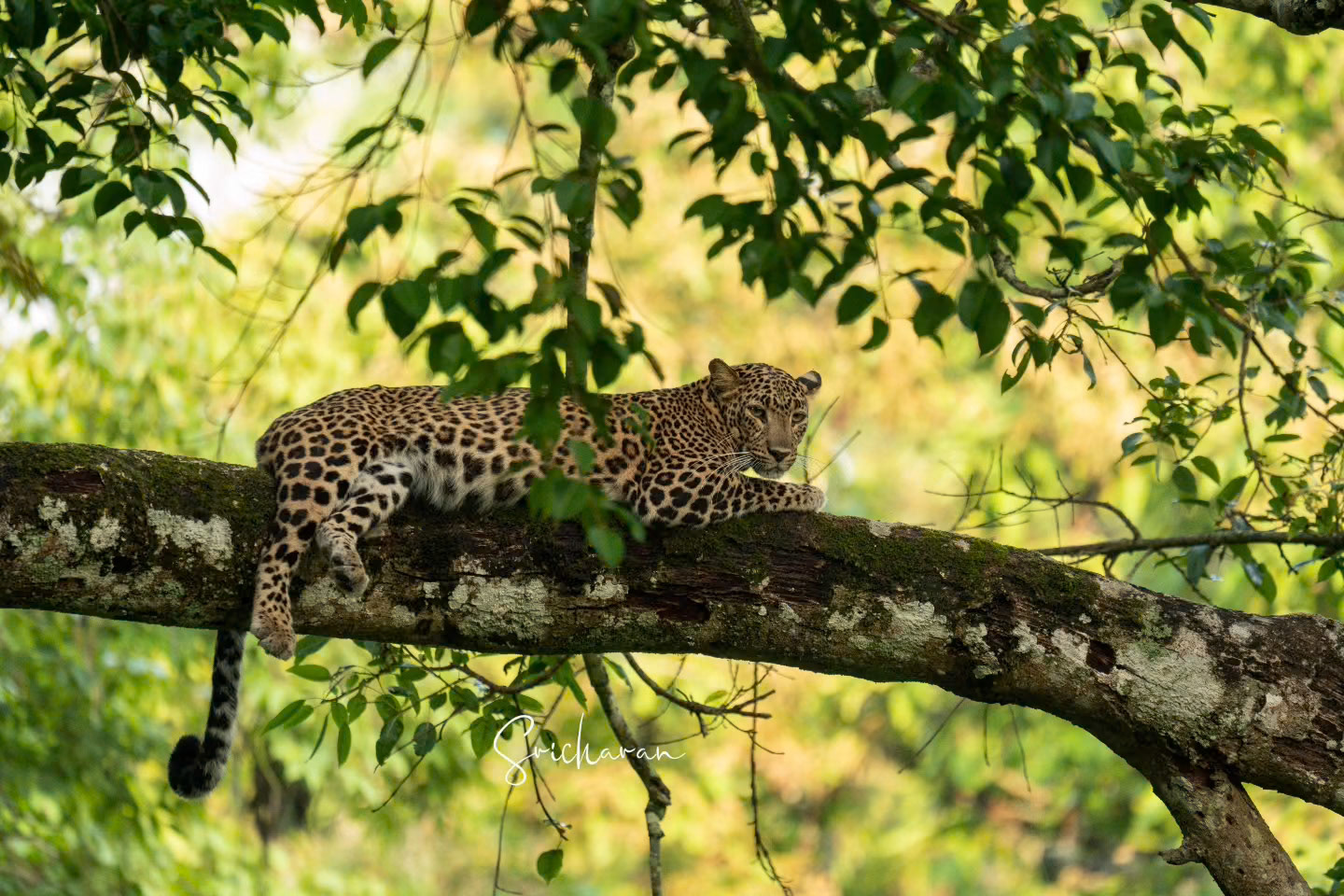 01/04 A Daydreaming Leopard in Nagarahole Coorg After an extensive search, we were tipped off by one of the safari drivers @nagaraholetr that a leopard had been spotted snoozing up in a tree. Without hesitation, we bolted to the scene, determined not to miss the sight. Upon arrival, we were greeted by the mesmerizing sight of a perfectly camouflaged leopard, lost in a daydream, stretching and dozing peacefully on a tree branch in the tranquil morning light of Nagarahole Coorg forest. And, of course, I didn't miss the opportunity to capture those precious moments with my camera.