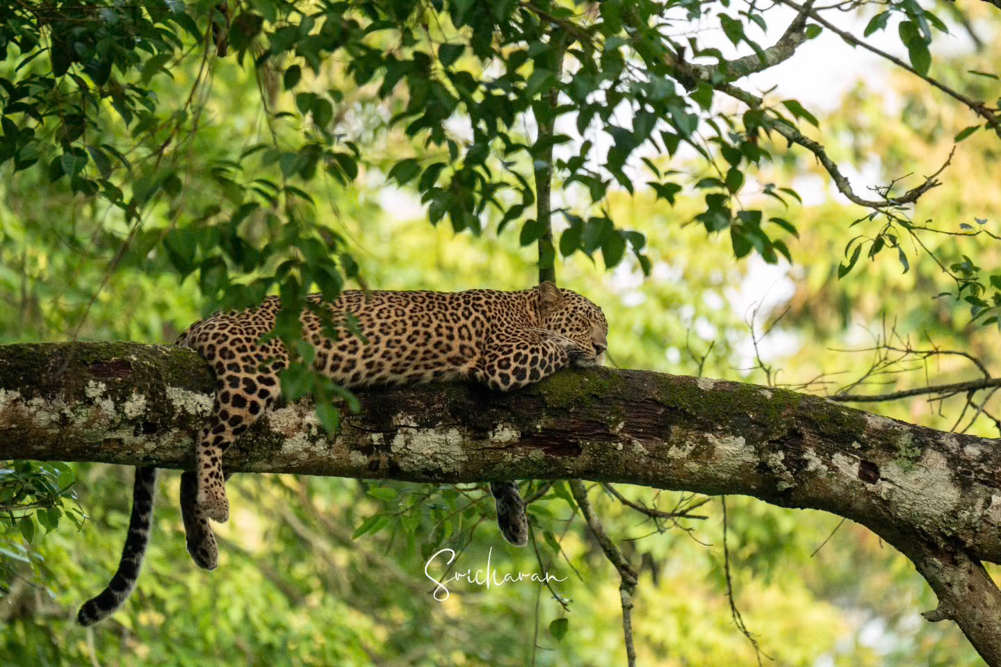 03/04 A Daydreaming Leopard in Nagarahole Coorg