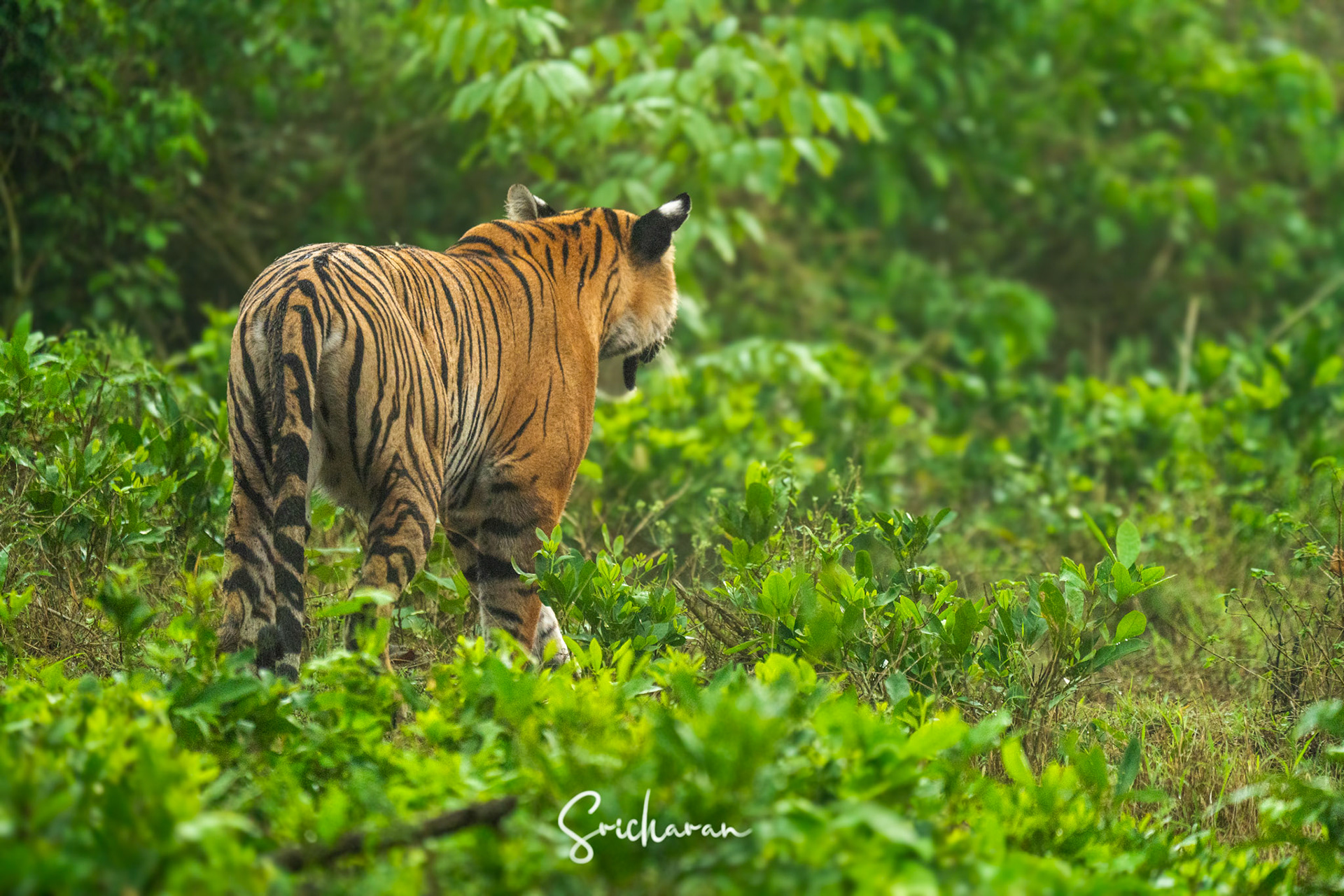 Have you ever noticed the white distinctive spots on the back of tigers ears ??......They are known as False eyes of a Tiger.The markings make tigers appear larger and more watchful, which may discourage other animals from attacking.When threatened, tigers may twist their ears around so that the backs face forward.The markings help cubs follow their mother in the jungle and may fool other animals into thinking the tiger is facing a different direction.When tigers drink from a body of water, they typically have their ears pinned back, making it appear as if they have larger eyes, which may scare other animals.
