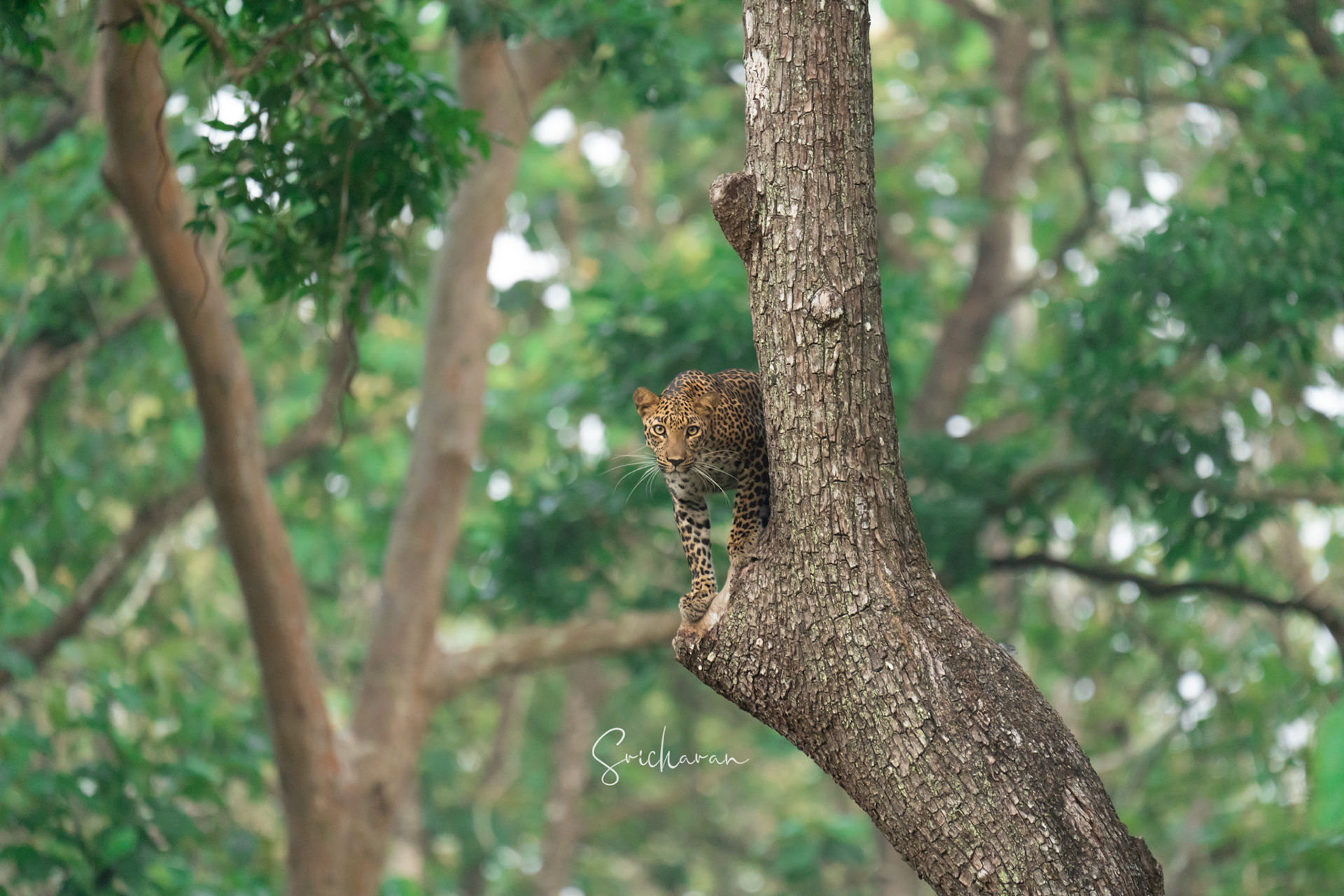 In the early morning, deep within the heart of the dense jungle of Nagarahole Coorg, a herd of spotted deer sounded alarm calls upon spotting a leopard with a coat of golden fur adorned with rosettes, standing gracefully on a branch of a tree, its predatory focus keenly honed. As we focused on the leopard's actions, it waited patiently for an opportunity to strike.After a prolonged wait, the leopard, unable to catch its prey, glanced downward, scanning its surroundings in a 360-degree sweep, seeking a safe path for descent from the tree. Finally, it carefully descended.The deer had indeed been fortunate that day!