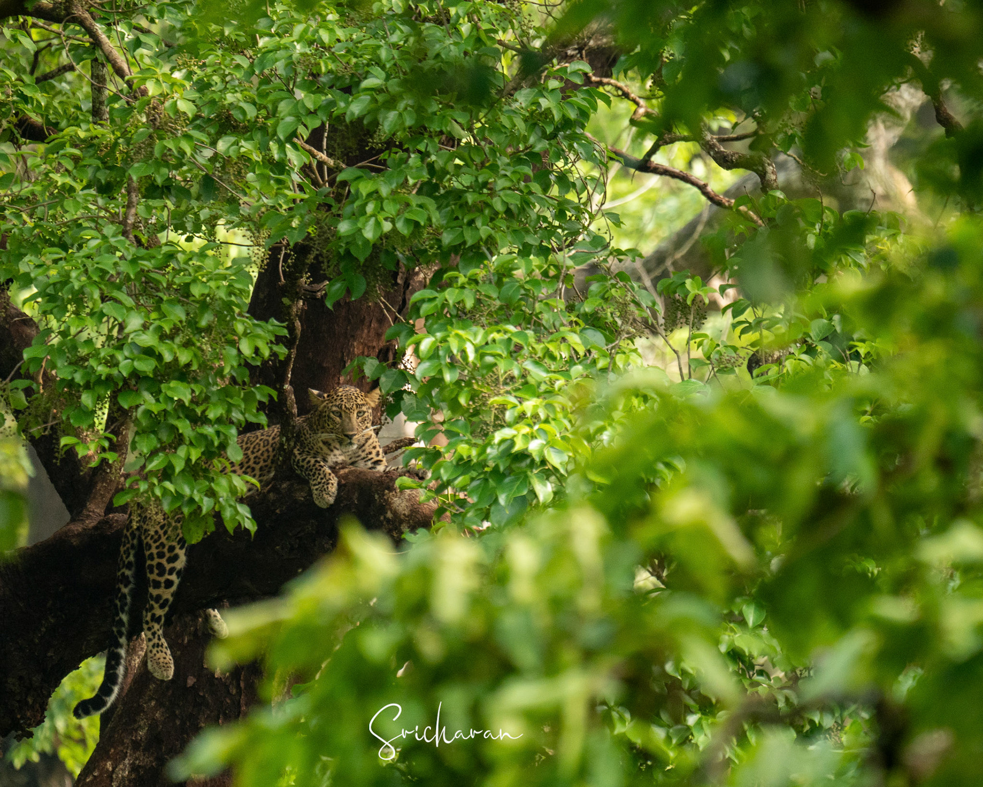 We found a leopard sitting on a dark, V-shaped branch, showing its back to the camera inside the Nagarahole Coorg forest. Somehow, we managed to get the focus and find the leopard. While we were looking and taking pictures of the leopard, it started to move from that place. We also started to move in the direction the leopard was heading and stopped at another location. This time, we had a clear view of the leopard sitting and relaxing on the V-shaped branch in the middle of green bushes. It was very difficult to get a clear focus on the leopard with the camera as it was very far from us. Finally, we got a picture with clear focus, composition, and proper framing of the leopard.