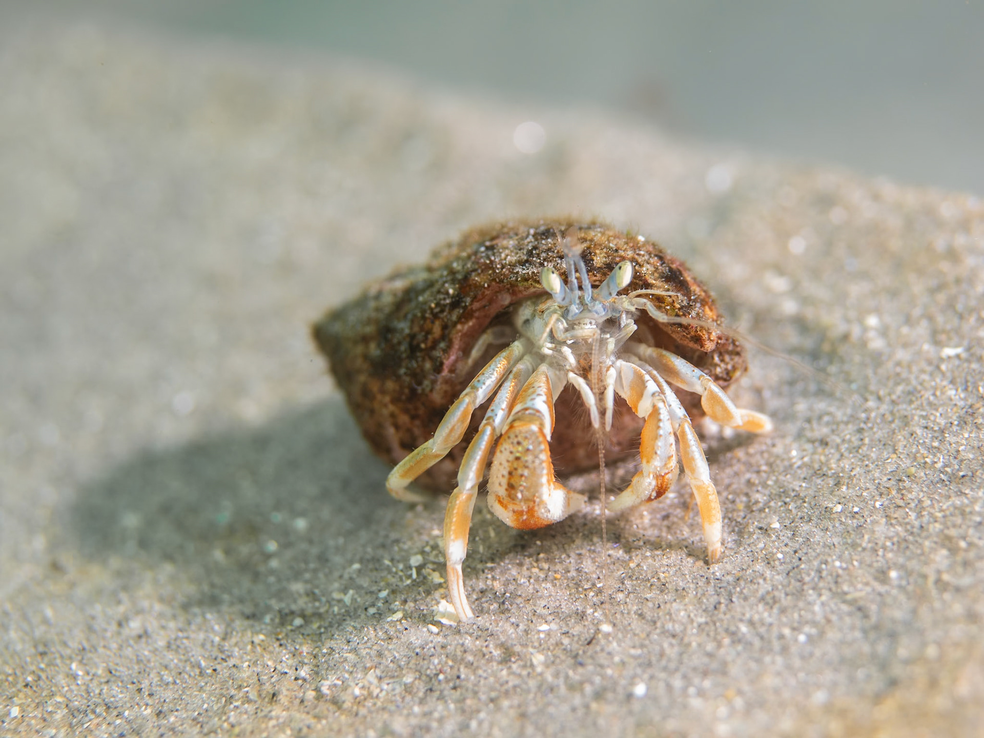 New England - Longwrist Hermit Crab (Pagers longicarpus)