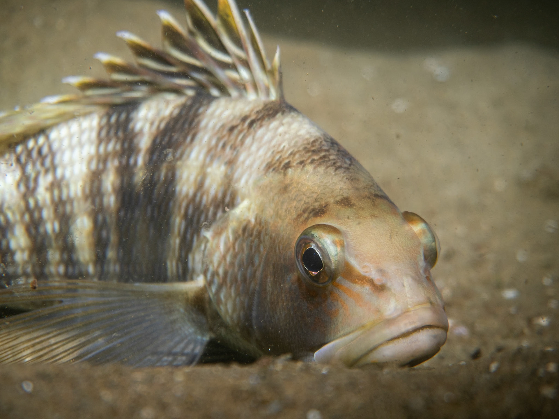 New England - Black Sea Bass (Centropritis striata)
