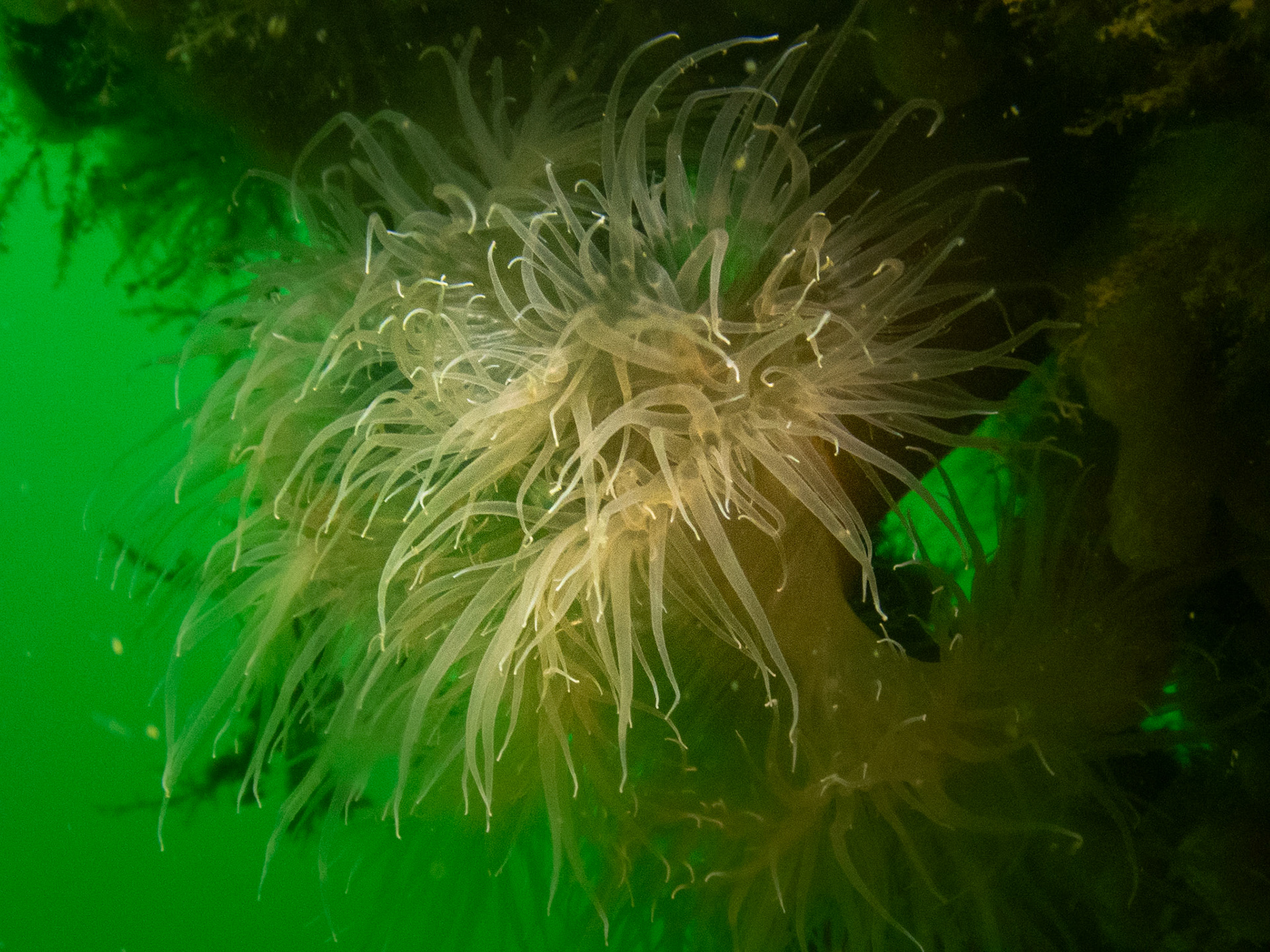 New England - White Anemone (Diadumene leucolena)