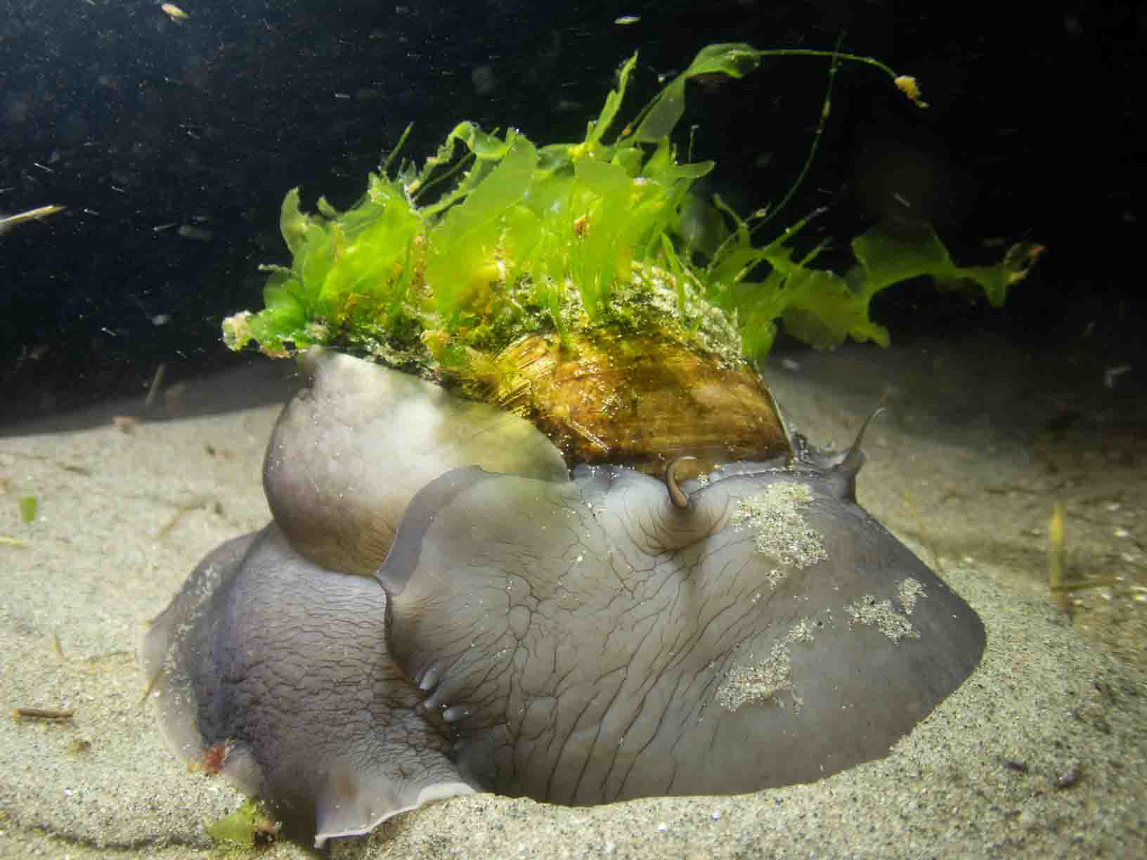 New England - Spotted Moonsnail (Euspira triseriata)