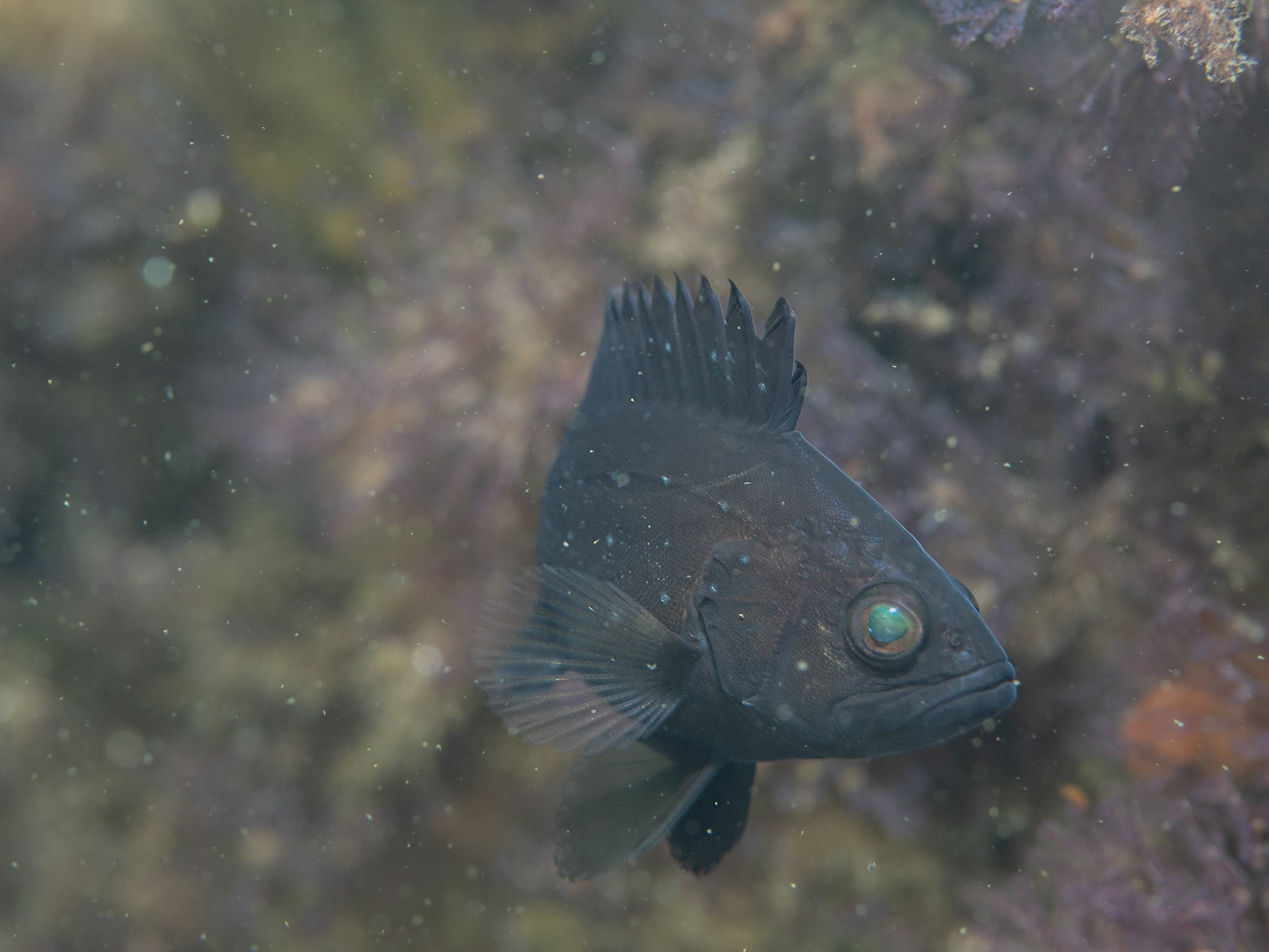 New England - Juvenile Snowy Grouper (Hyporthodus niveatus)