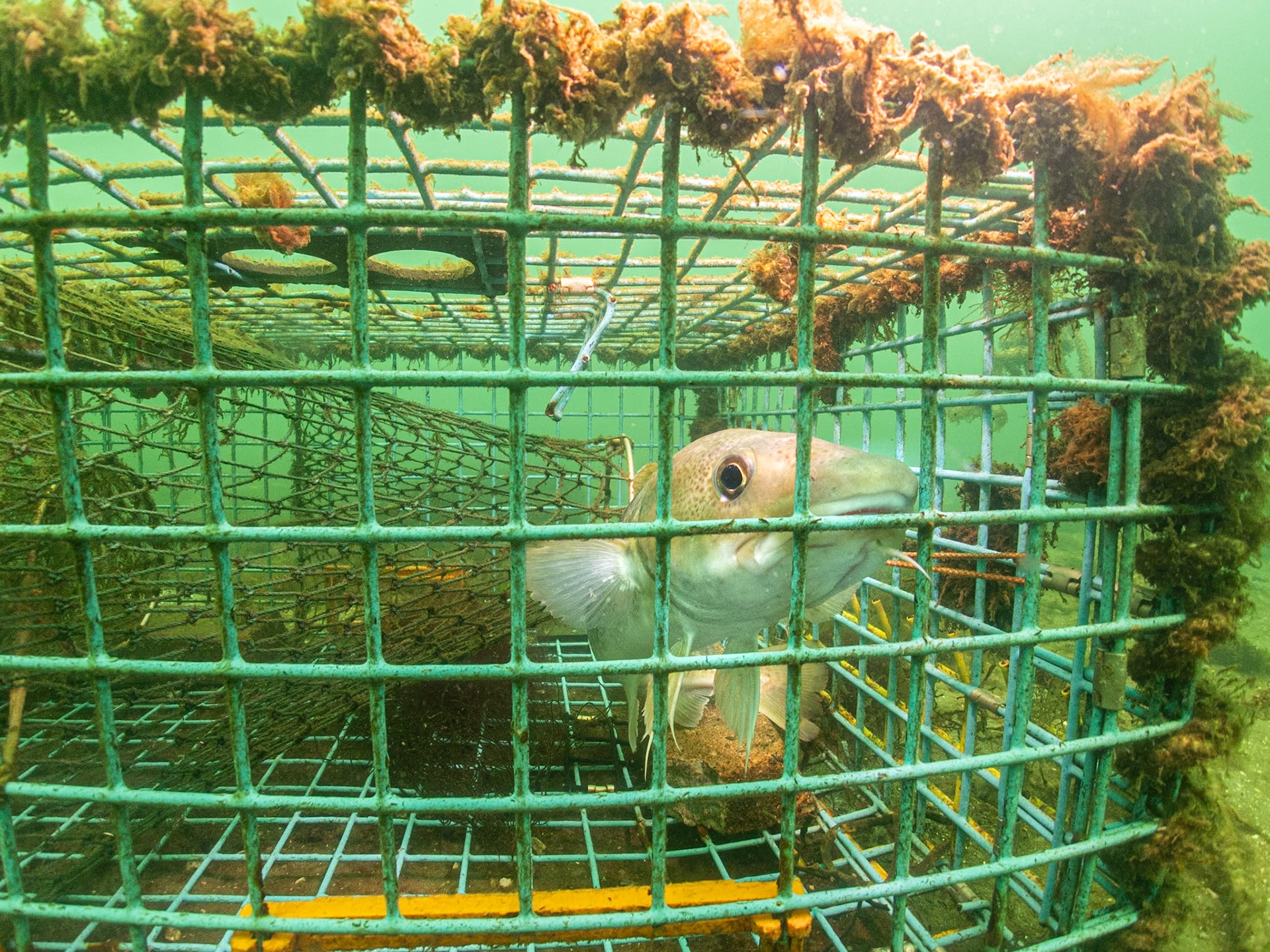 New England - Spotted Hake (Urophycis regia)