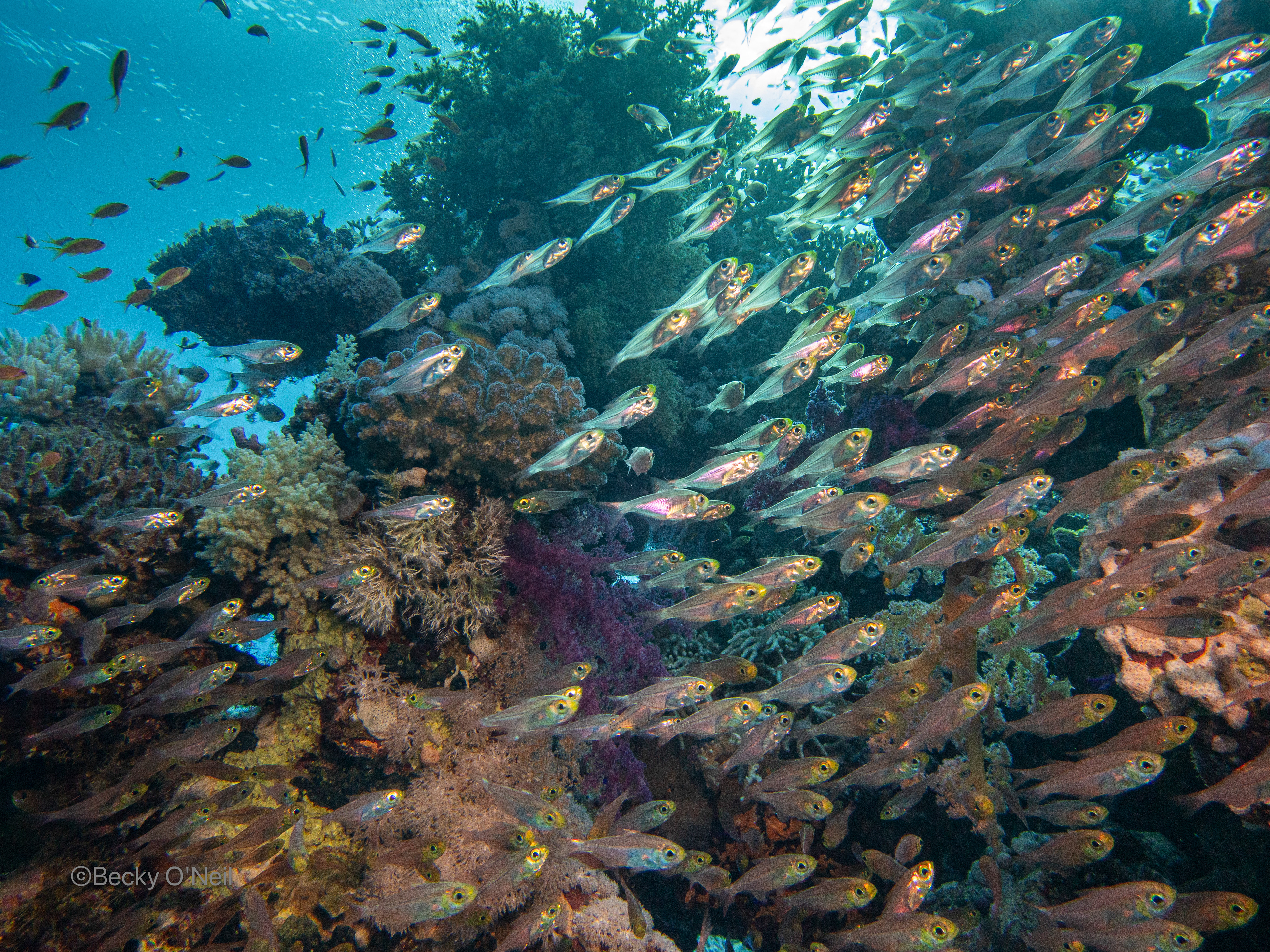 Red Sea - Glass Fish (Parapriacanthus guenthen)