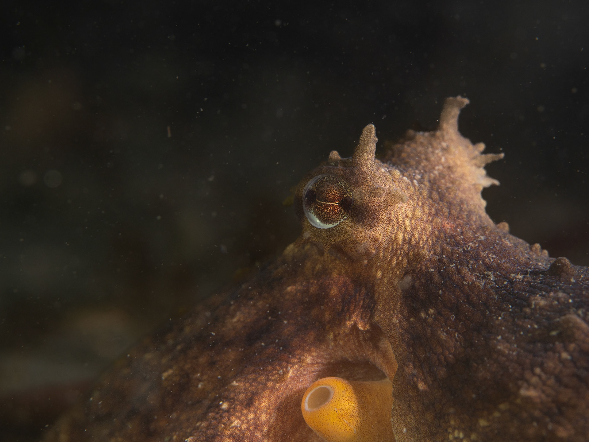 New England - North American Octopus (Bathypolypus arctics)