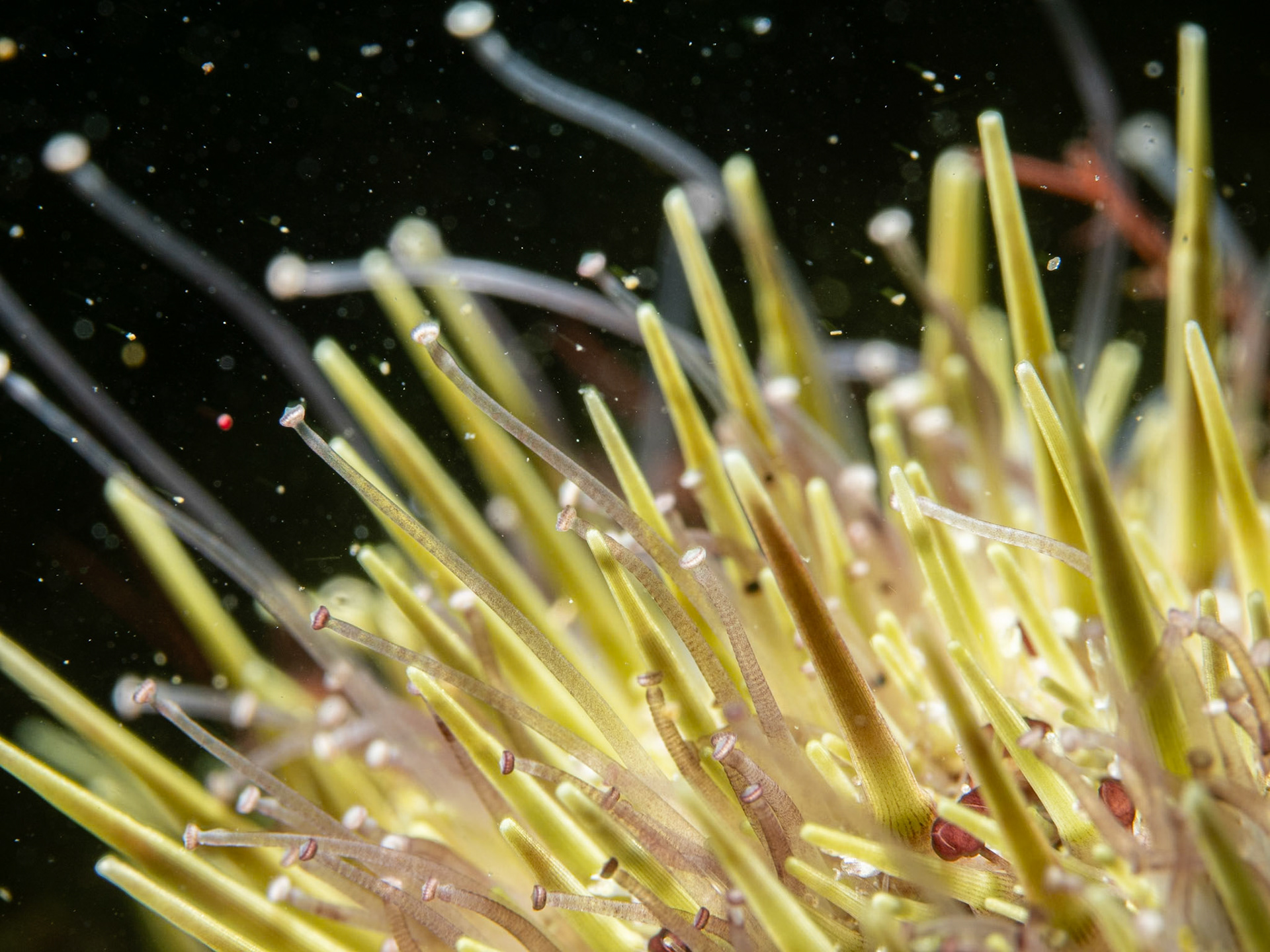 New England - Green Sea Urchin (Strongylocentrotus droebachiensis)