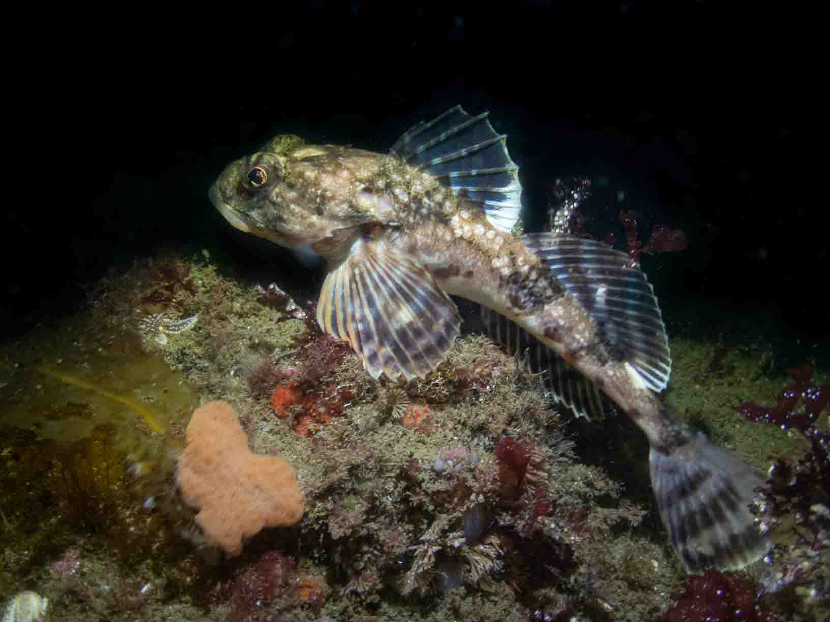 New England - Longhorn Sculpin (Myoxocephalus octodecemspinosus)