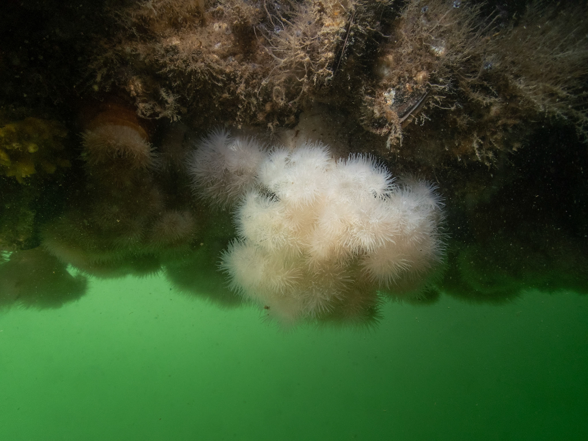New England - Clonal Plumose Anemone (Metridium senile)