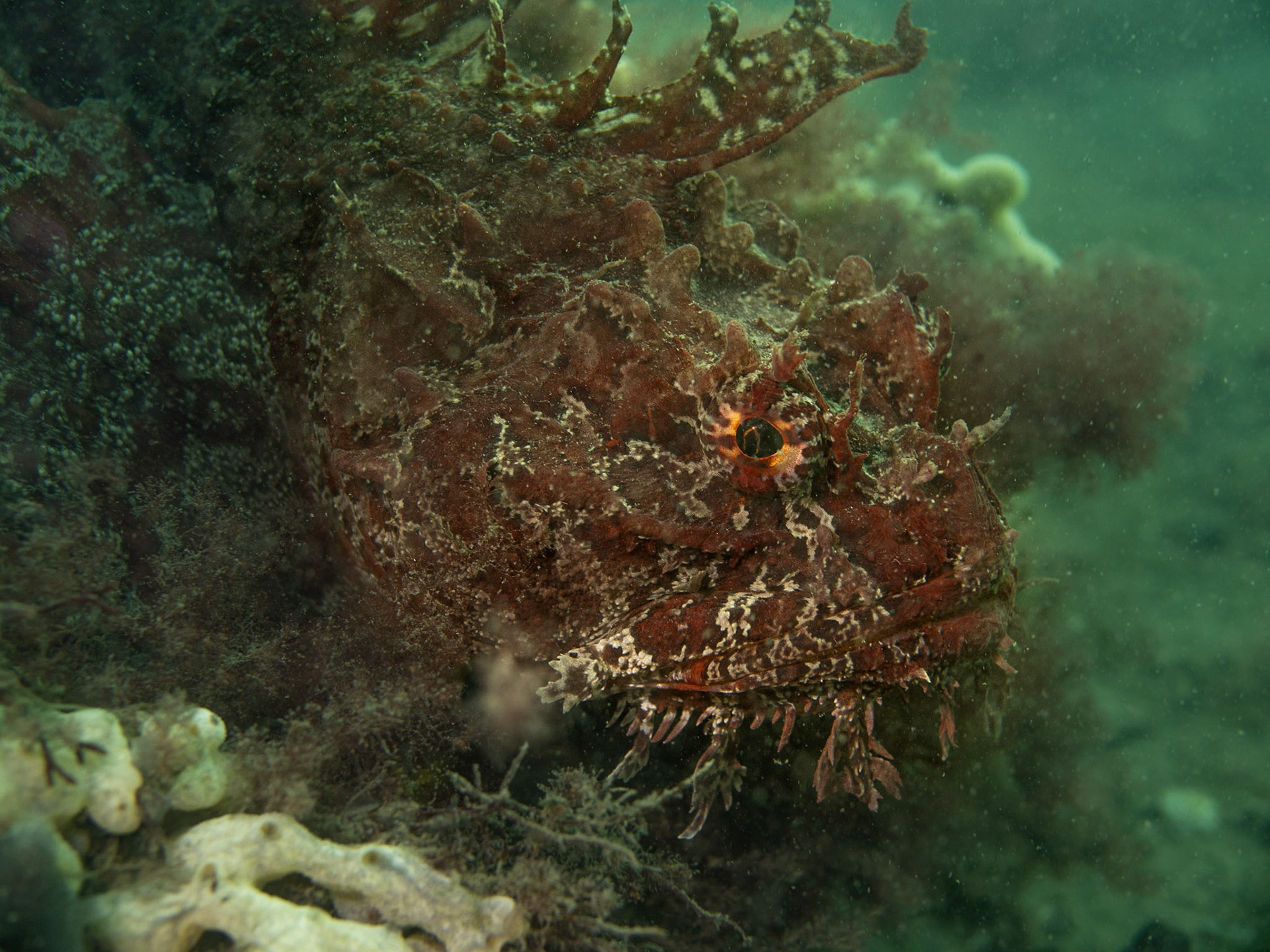 New England - Sea Raven (Hemitripterus americanus)