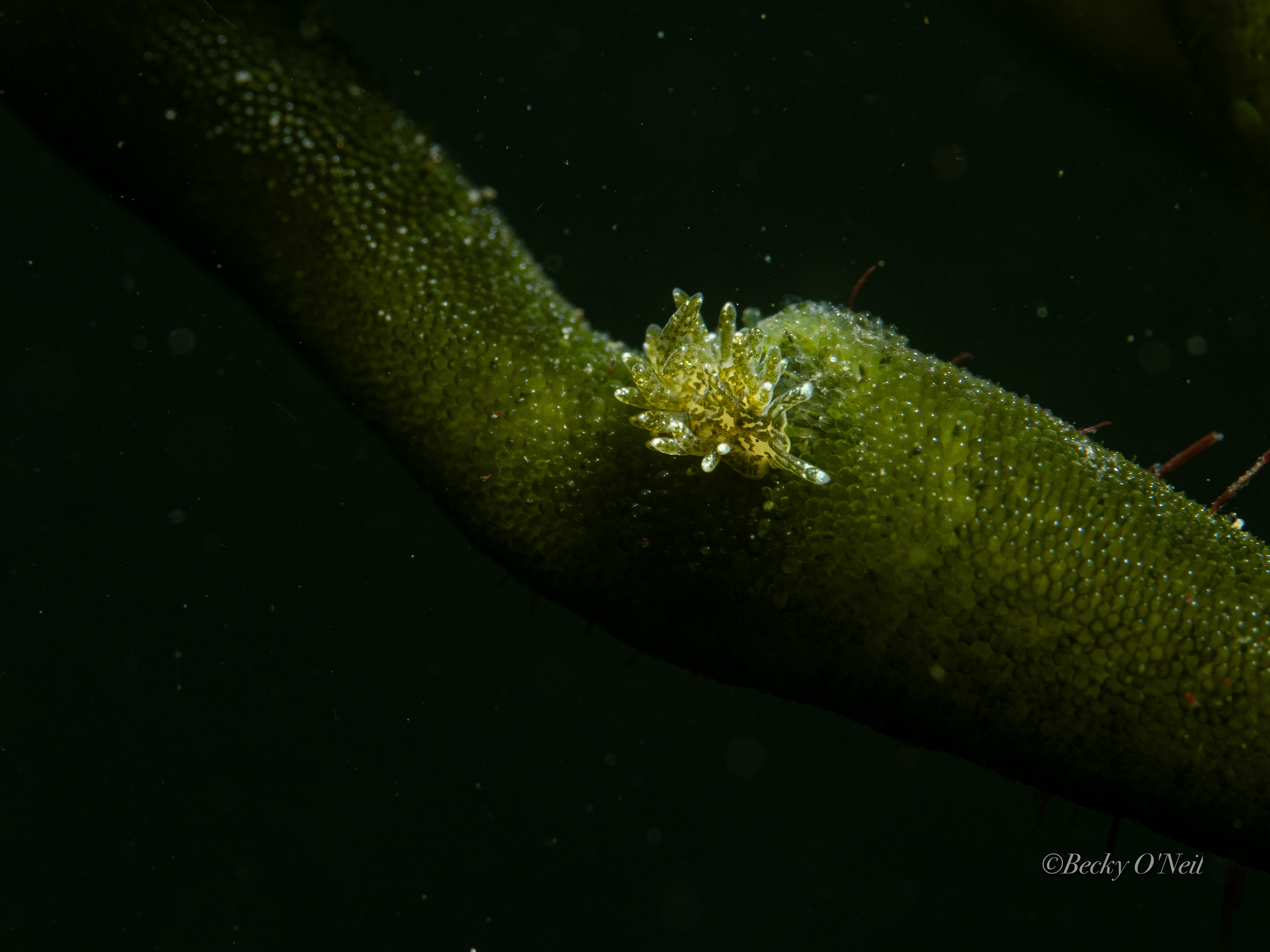 New England - Dendritic Sea Slug (Placid dendritica)