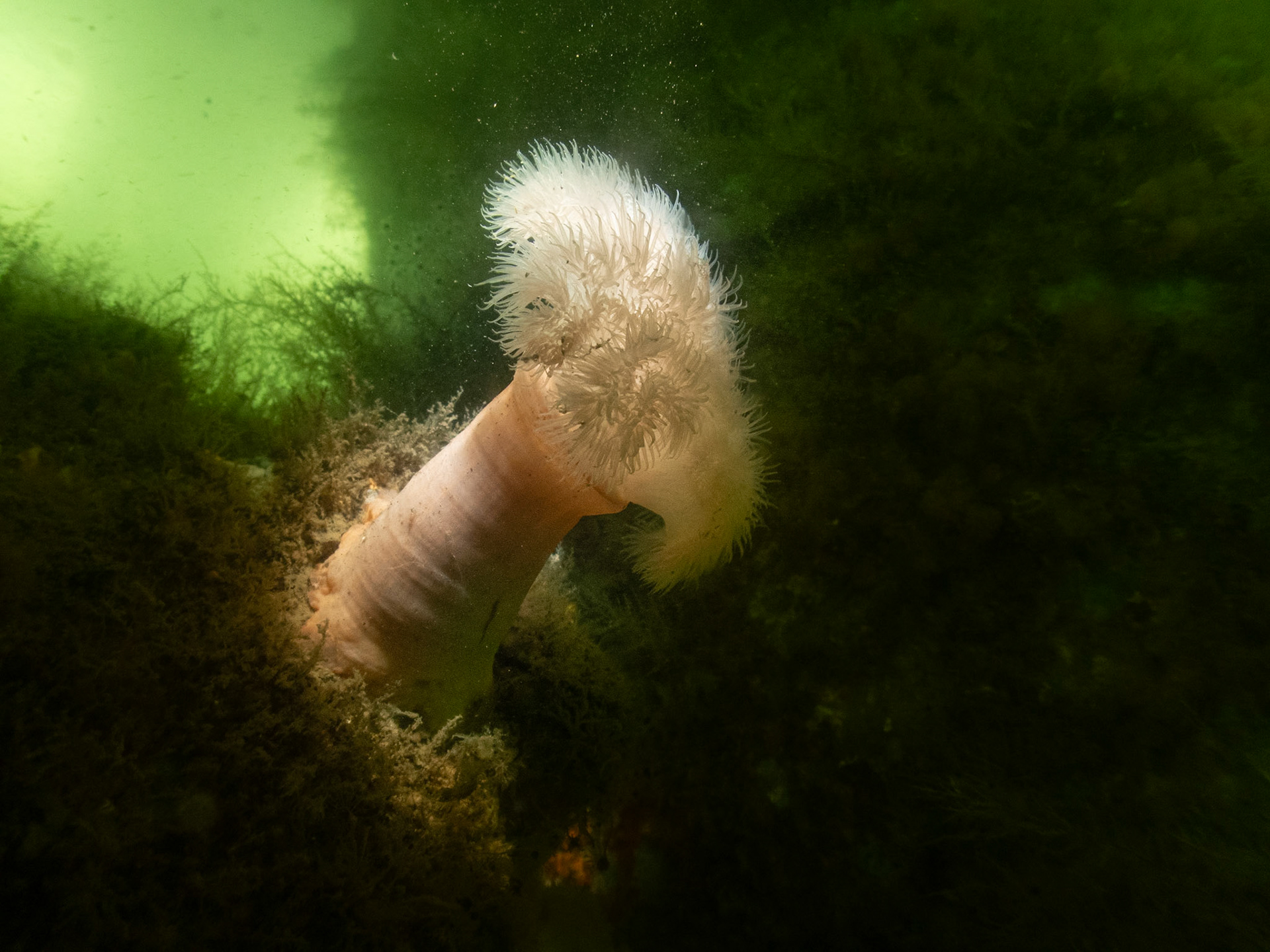 New England - Clonal Plumose Anemone (Metridium senile)