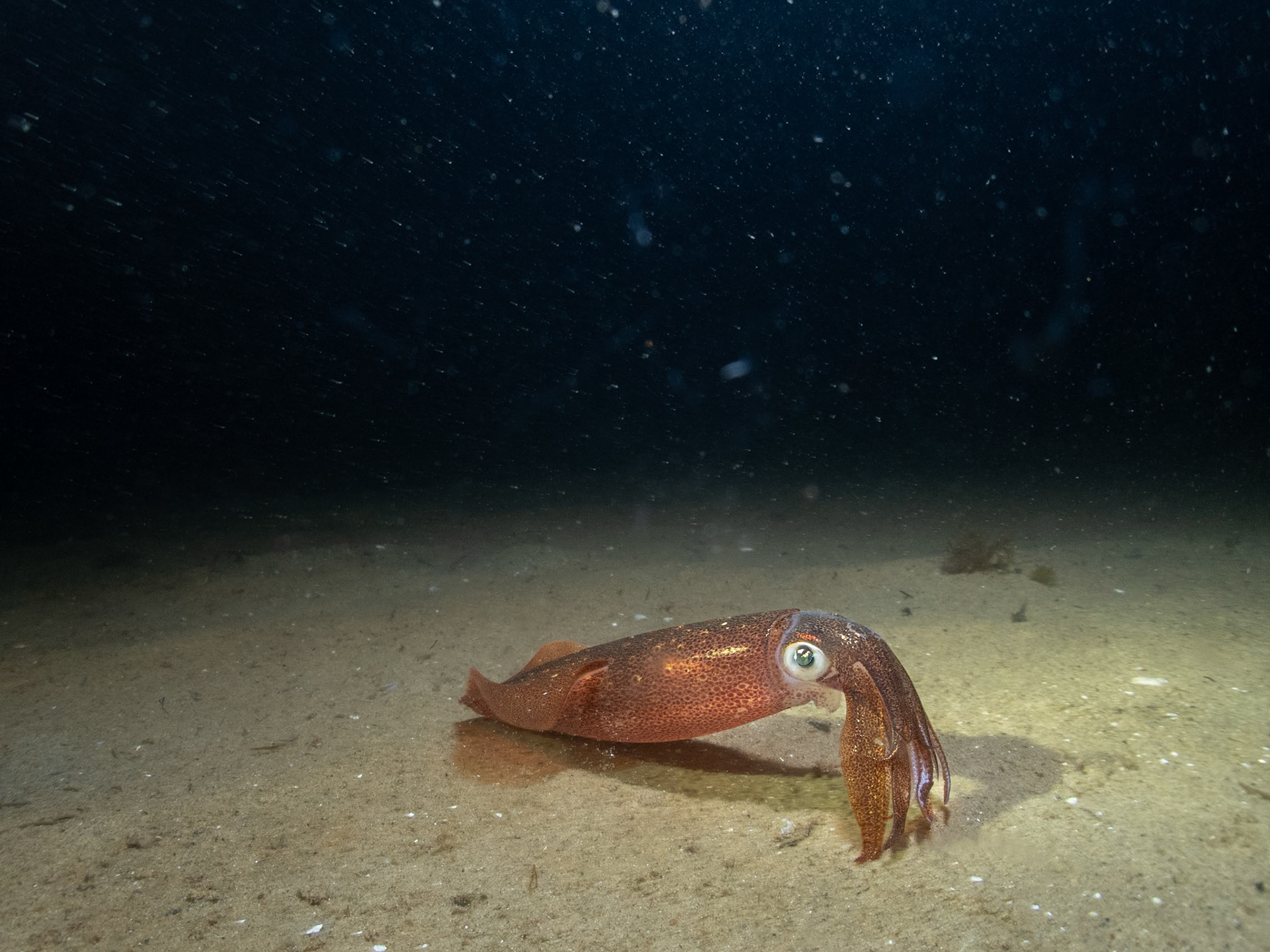 New England - Longfin Squid (Daryteuthis pealeii)