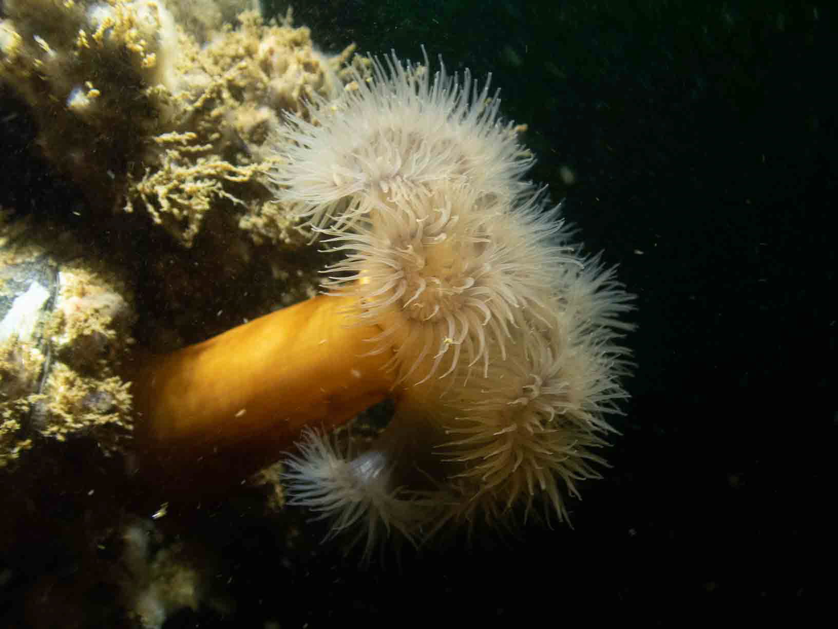 New England - Clonal Plumose Anemone (Metridium senile)