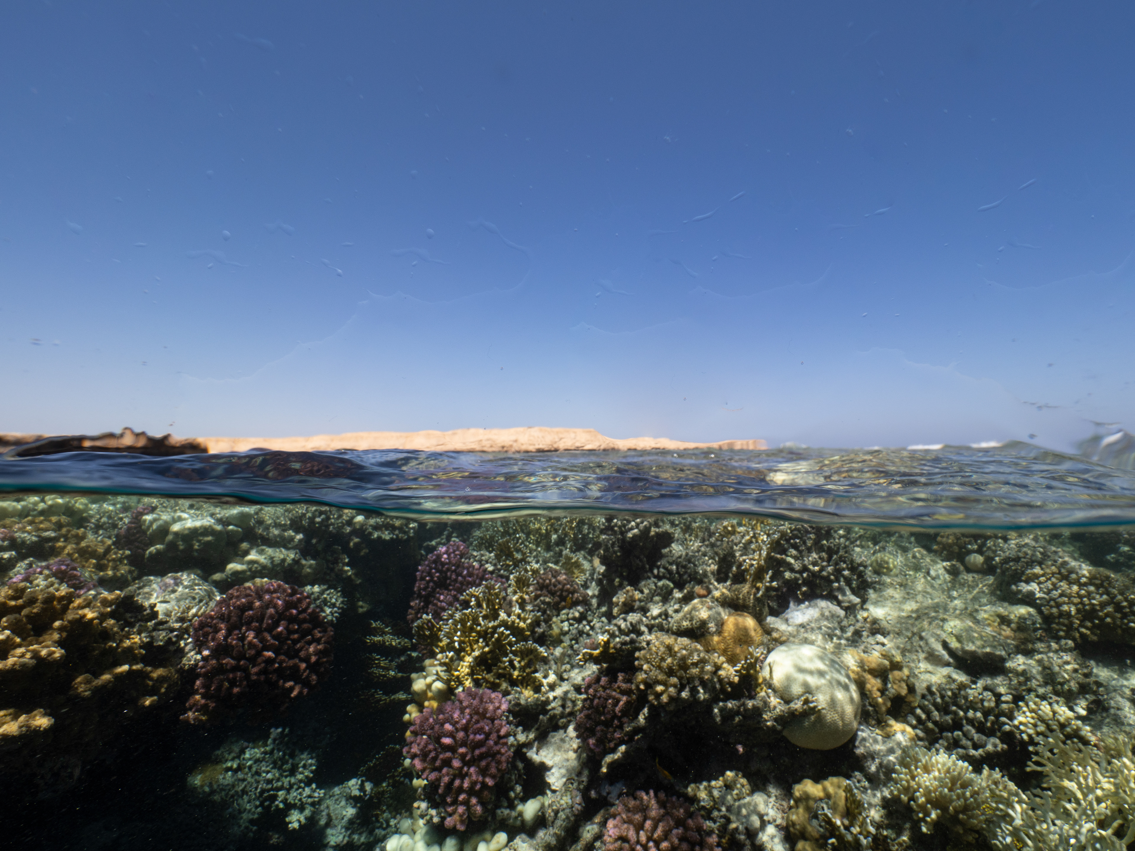 Red Sea - coral