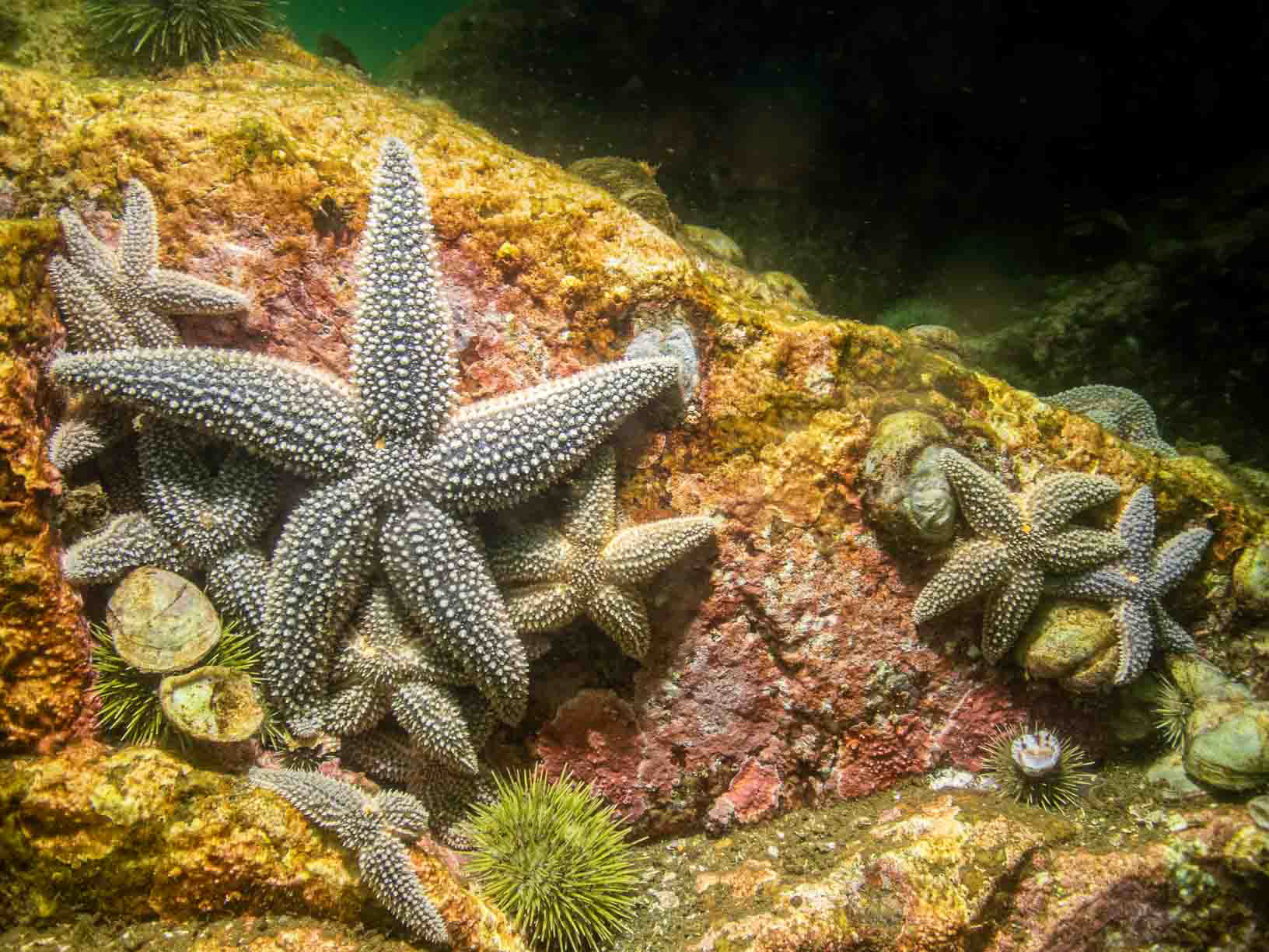New England - Forbes Sea Stars (Asterias Forbes)