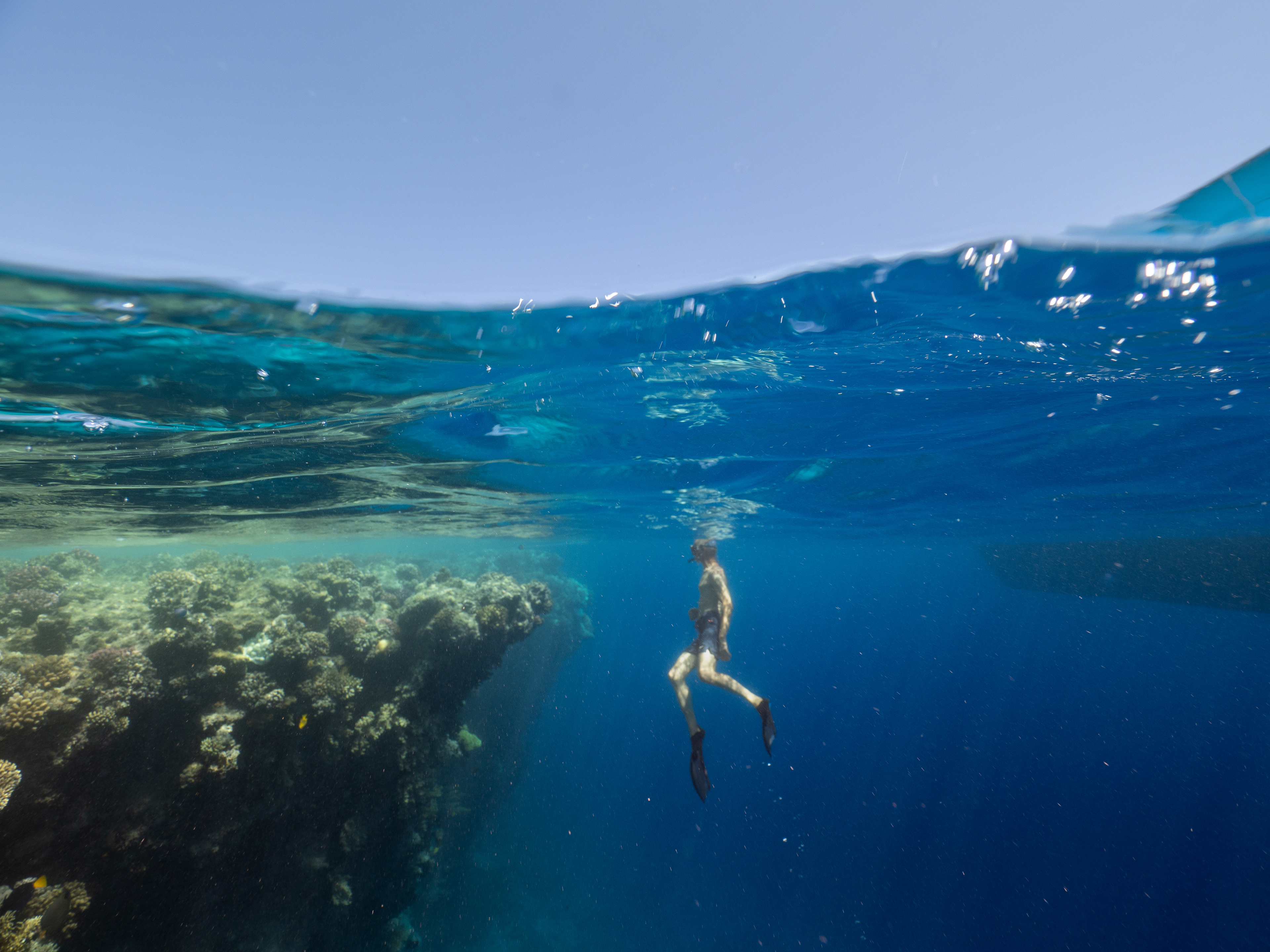 Red Sea - Coral and snorkeler