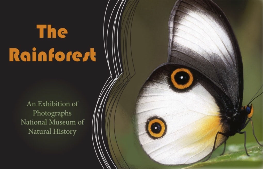 Rainforest Gallery Postcard front (2023)