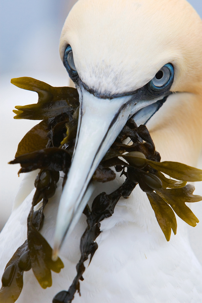 NVN Nature Photographer of the Year 2009 - Category Birds - 2nd place