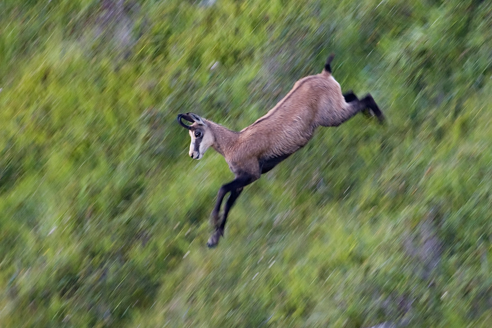 GDT Nature Photographer of the Year 2009 - Category Mammals - 6th place