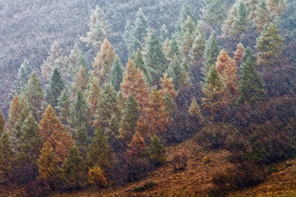 NFS Nature Photographer of the Year 2011 - Category Nature Switzerland - 2nd place
