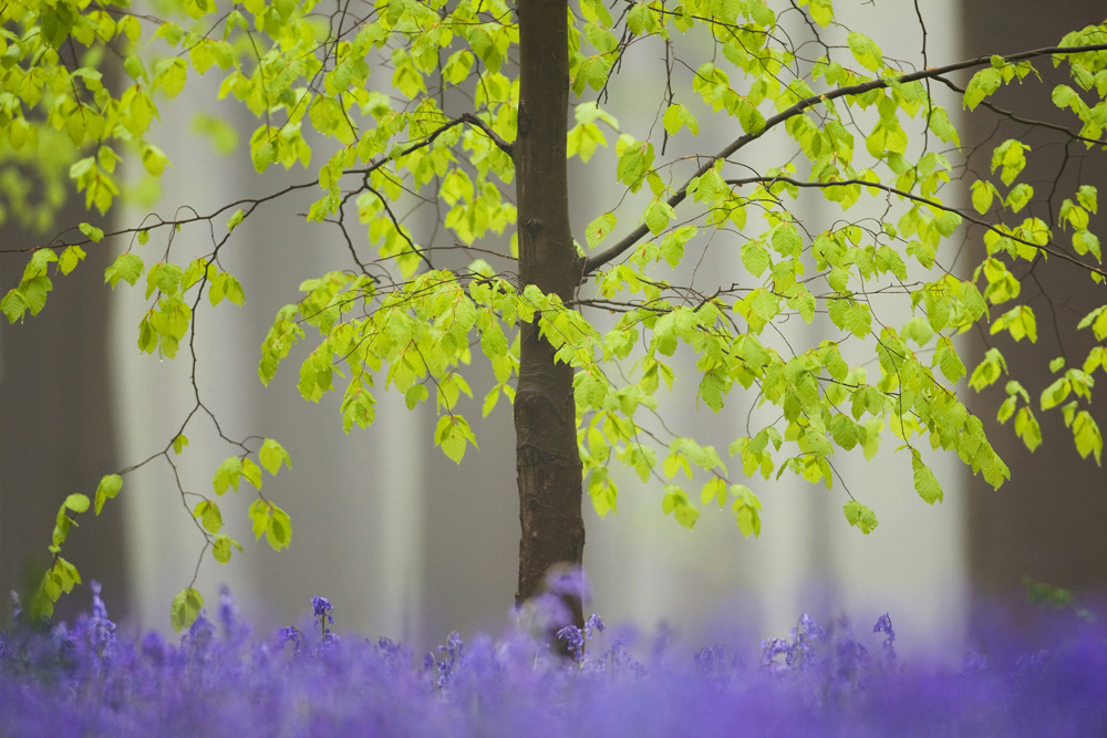 NFS Nature Photographer of the Year 2011 - Category Plants - 3rd place