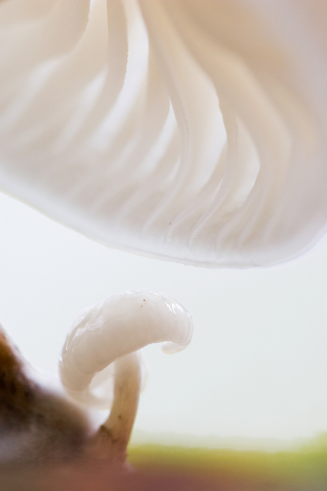GDT Nature Photographer of the Year 2010 - Category Plants and Funghi - 3rd place