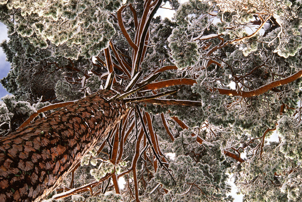 GDT Nature Photographer of the Year 2008 - Category Plants and Funghi - 1st place