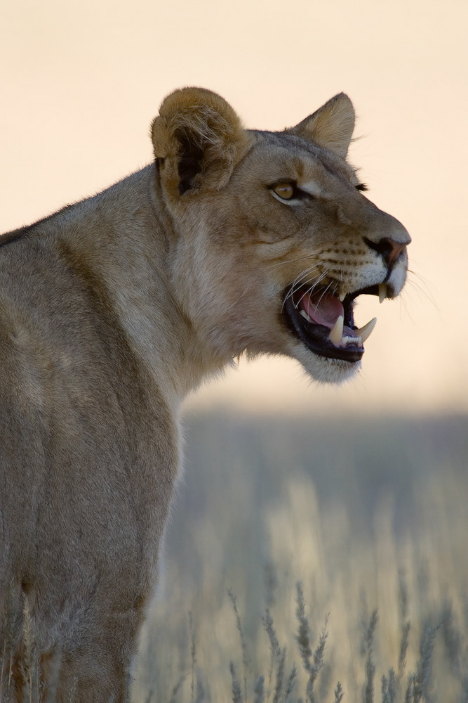 GDT Nature Photographer of the Year 2006 - Category Mammals - 9th place