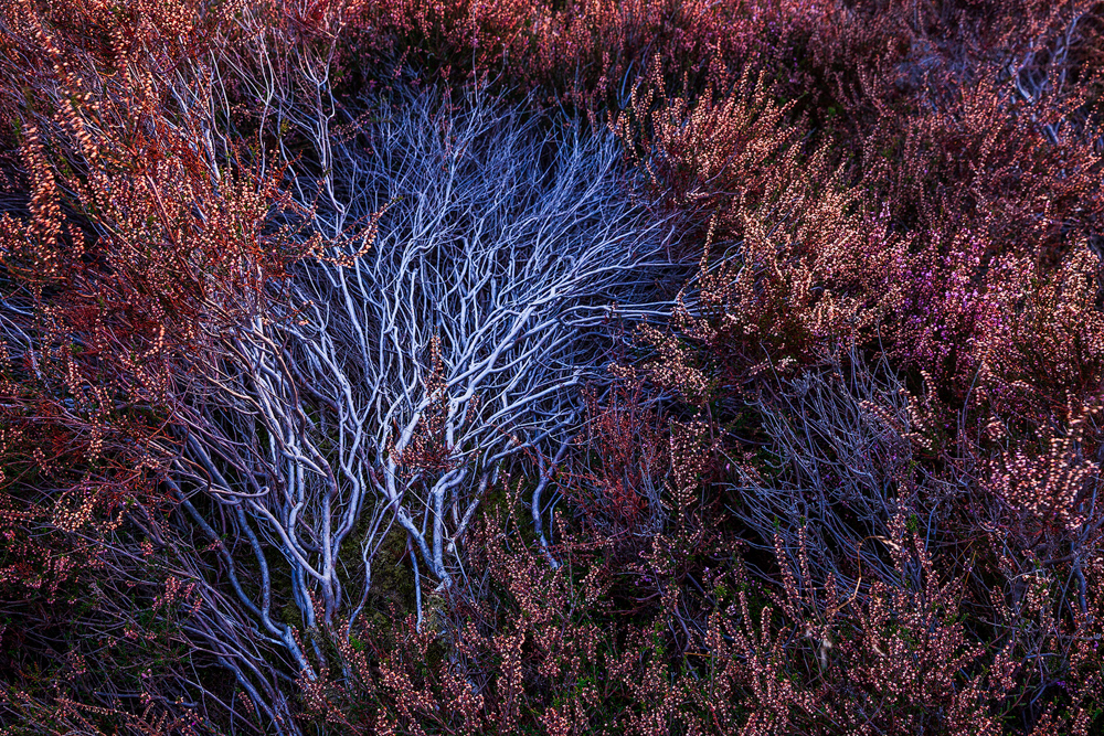 European Wildlife Photographer of the Year 2021 - Category Plants and Funghi - highly commended