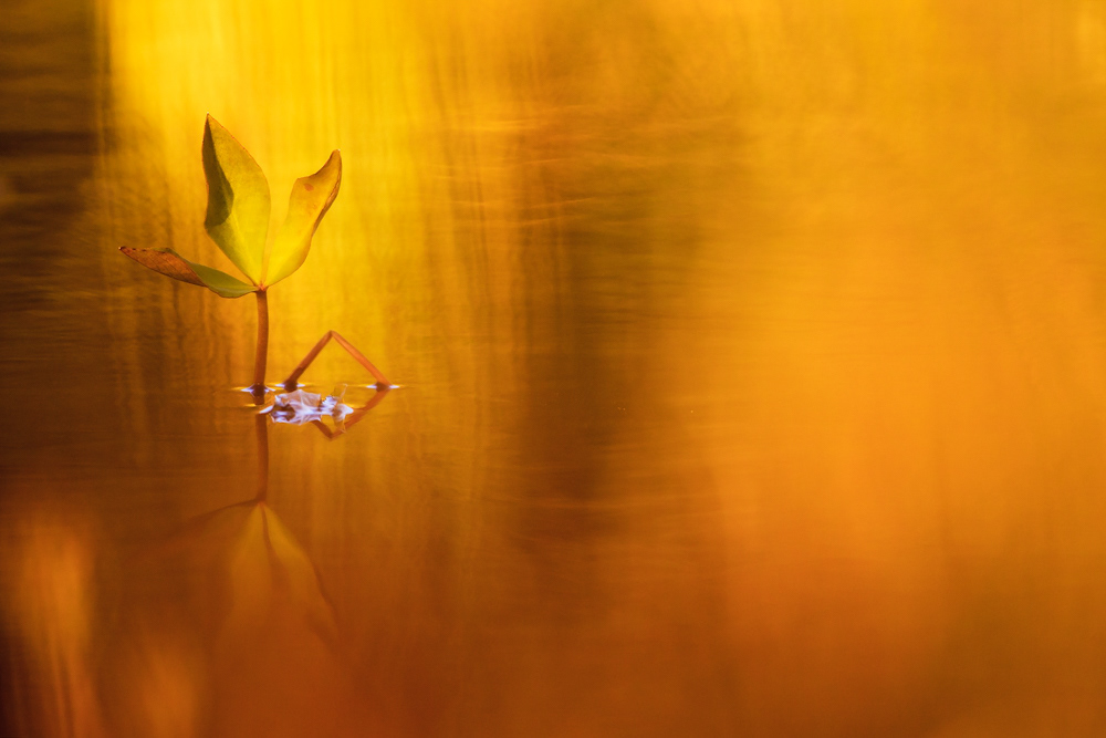 Bio Photo Contest 2015 - Category Plants and Funghi - Finalist