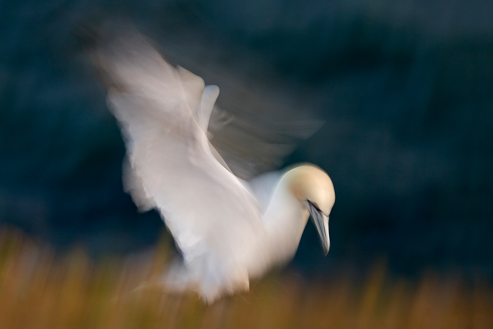 Glanzlichter 2011 - Category Artist on wings - highly commended