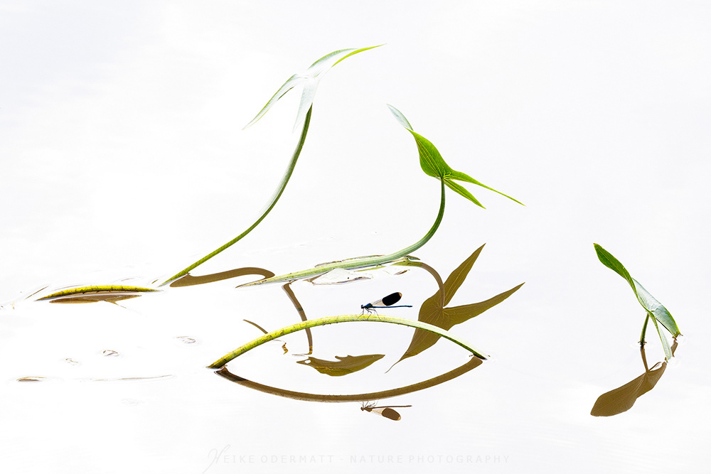 GDT Nature Photographer of the Year 2024 - Category Other Animals - 3rd place