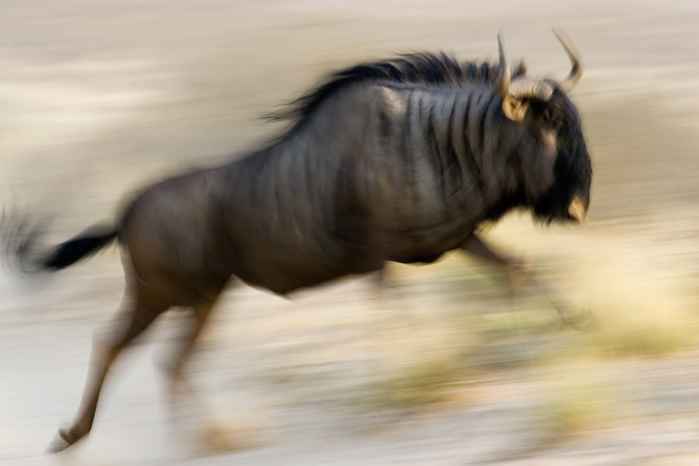 GDT Nature Photographer of the Year 2006 - Category Mammals - 10th place