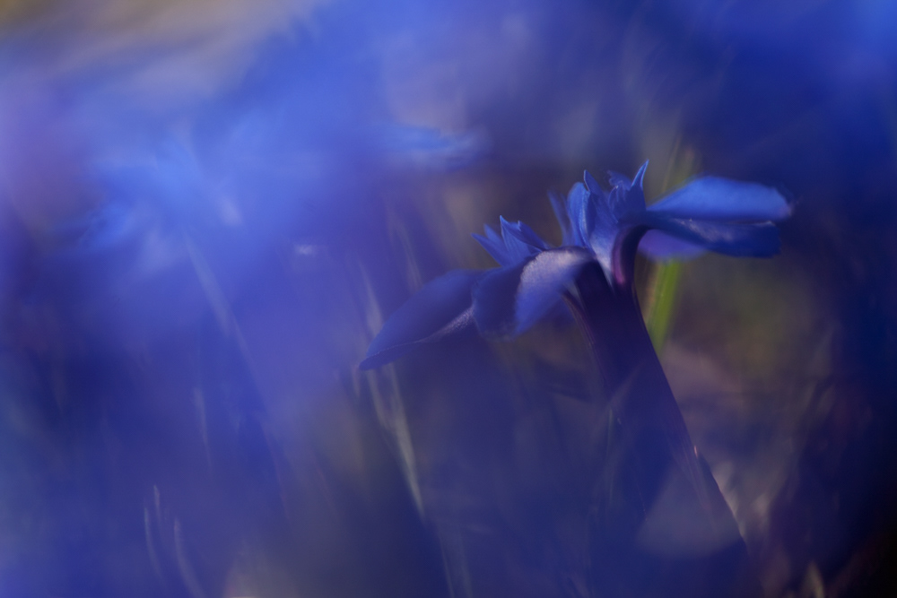 GDT Nature Photographer of the Year 2011 - Category Plants and Funghi - 6th place