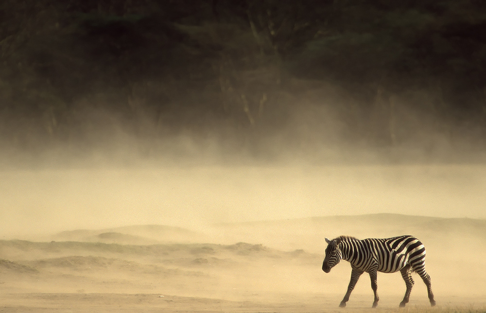 NFS Nature Photographer of the Year 2011  - All over Winner