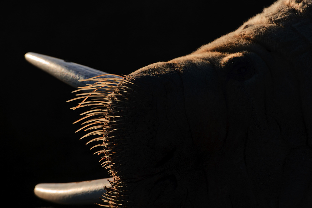 GDT Nature Photographer of the Year 2014 - Category Detail - 5th place
