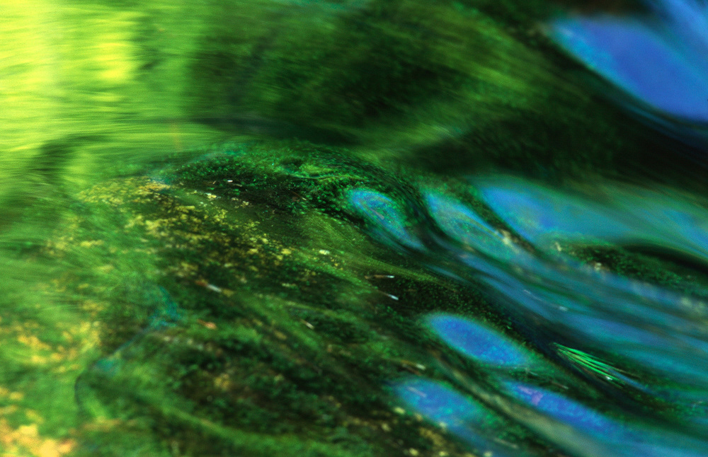 NFS Nature Photographer of the Year 2011 - Category Abstract - 10th place